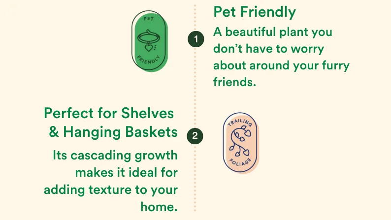 pet friendly and trailing foliage