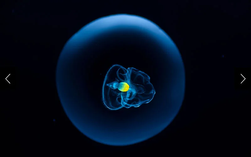 With its flowing, ethereal body, a tornaria larva of a hemichordate, or acorn worm, makes an elegant swimmer in the open ocean.