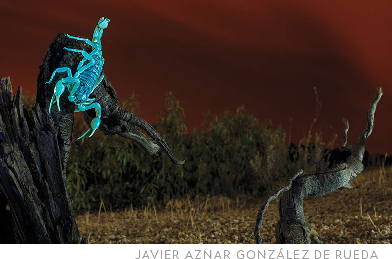 Lit by an ultraviolet flashlight, this common yellow scorpion shines bright cyan against the rusty night skies of Madrid, Spain.