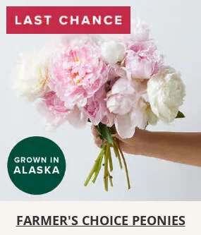 Flowers At a Great Price