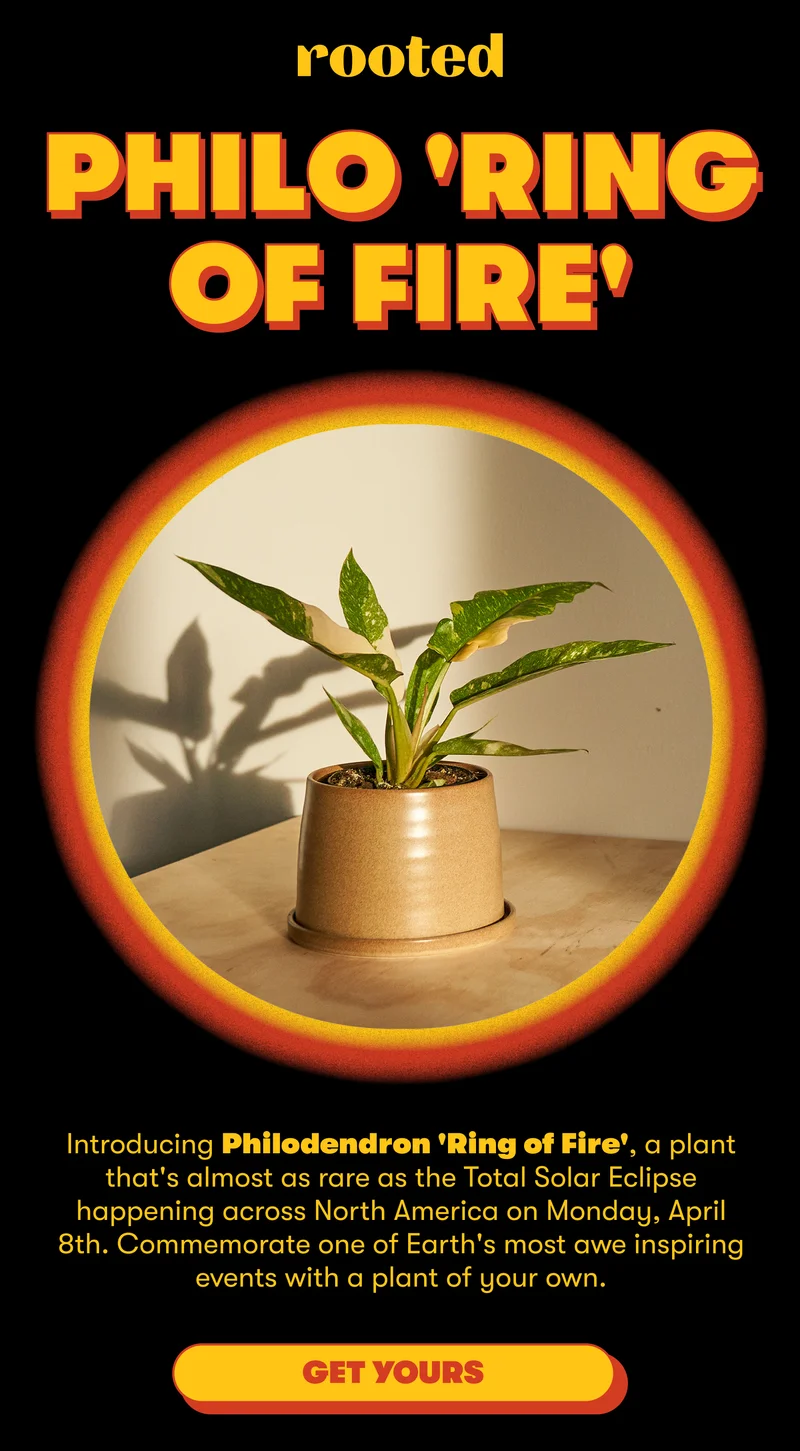 rooted PHILO 'RING OF FIRE' Introducing Philodendron 'Ring of Fire", a plant that's almost as rare as the Total Solar Eclipse happening across North America on Monday, April 8th. Commemorate one of Earth's most awe inspiring events with a plant of your own. [GET YOURS]