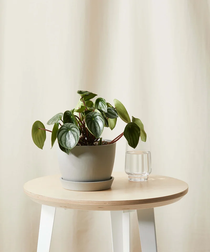 Image of Peperomia Watermelon