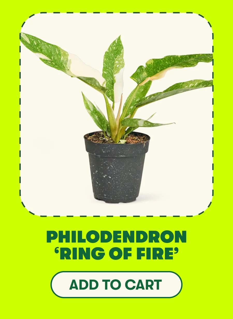 Philodendron ‘Ring of Fire’  [ADD TO CART]