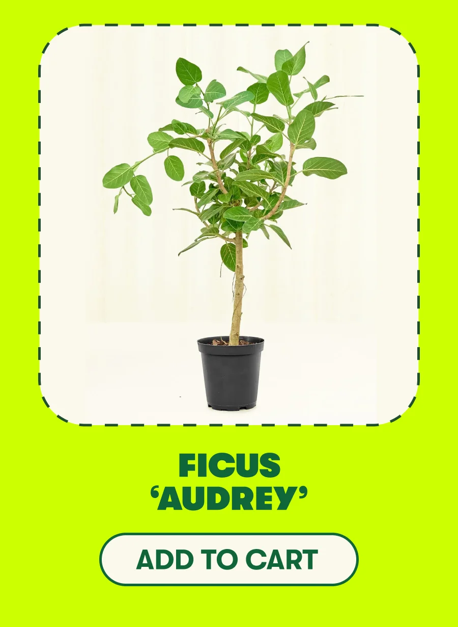 Ficus ‘Audrey’  [ADD TO CART]