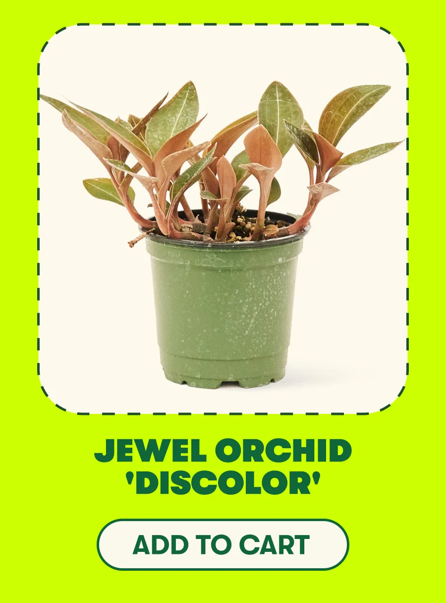 Jewel Orchid 'Discolor' [ADD TO CART]