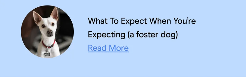 What To Expect When You’re Expecting (a foster dog)