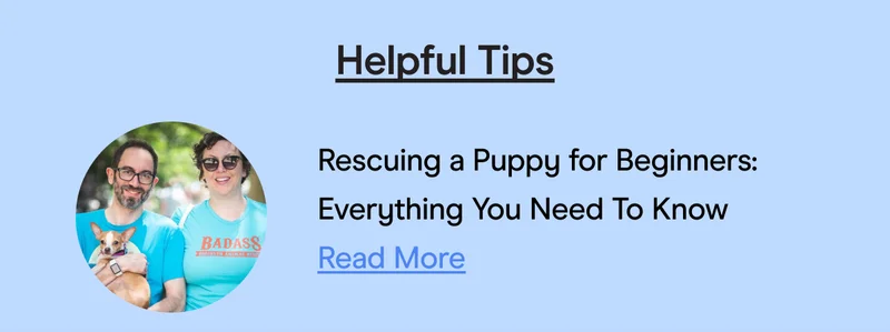 Rescuing a Puppy for Beginners: Everything You Need To Know