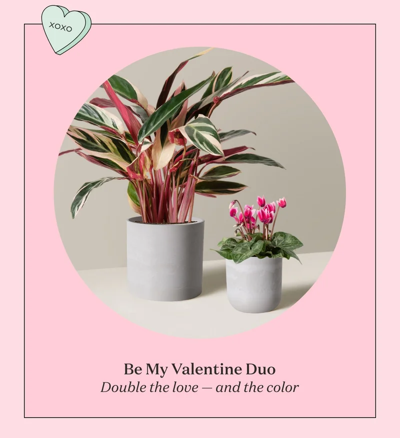 Be My Valentine Duo