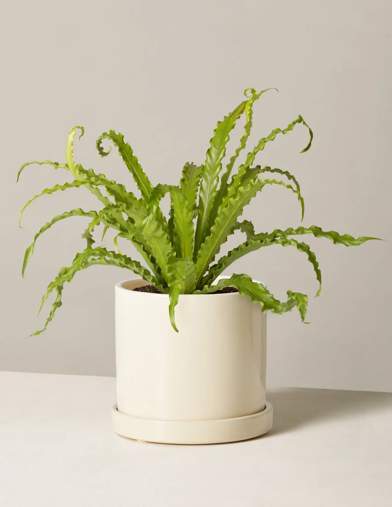 Image of Bird’s Nest Fern