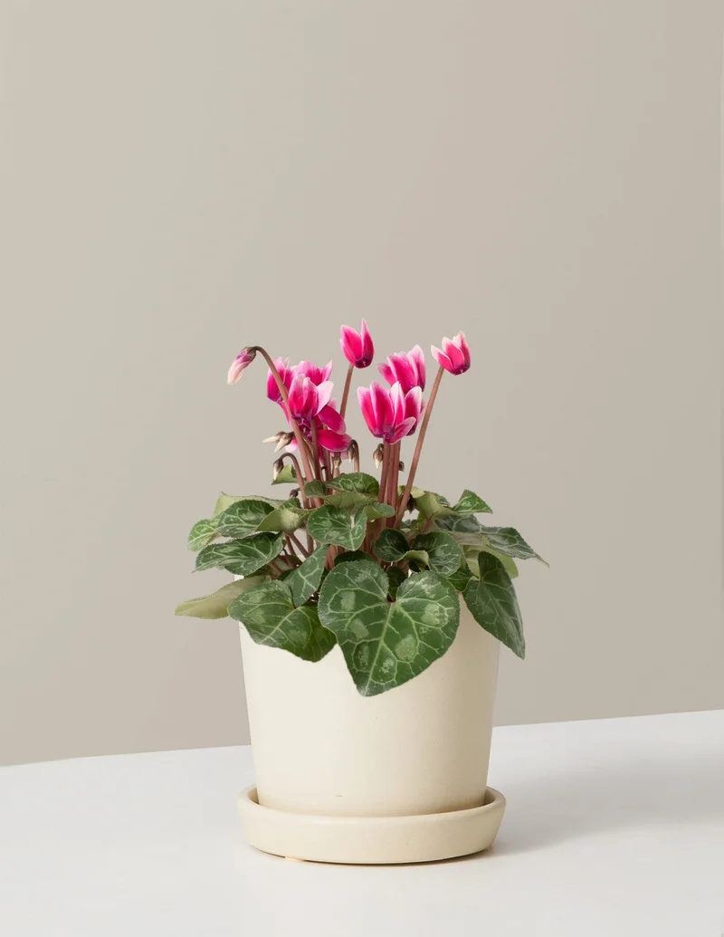 Image of Cyclamen White Edge