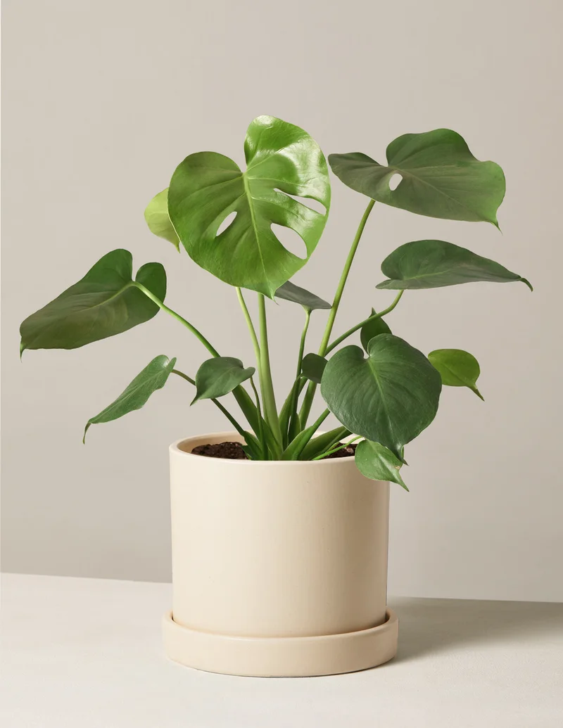 Image of Monstera Deliciosa