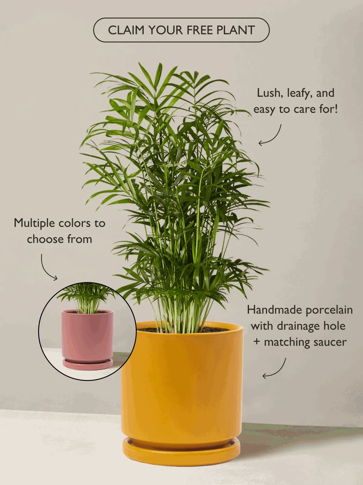 The Parlor Palm thrives in medium to bright indirect light with weekly waterings. It is considered pet-friendly, meaning it is safe to keep around curious fur babies.