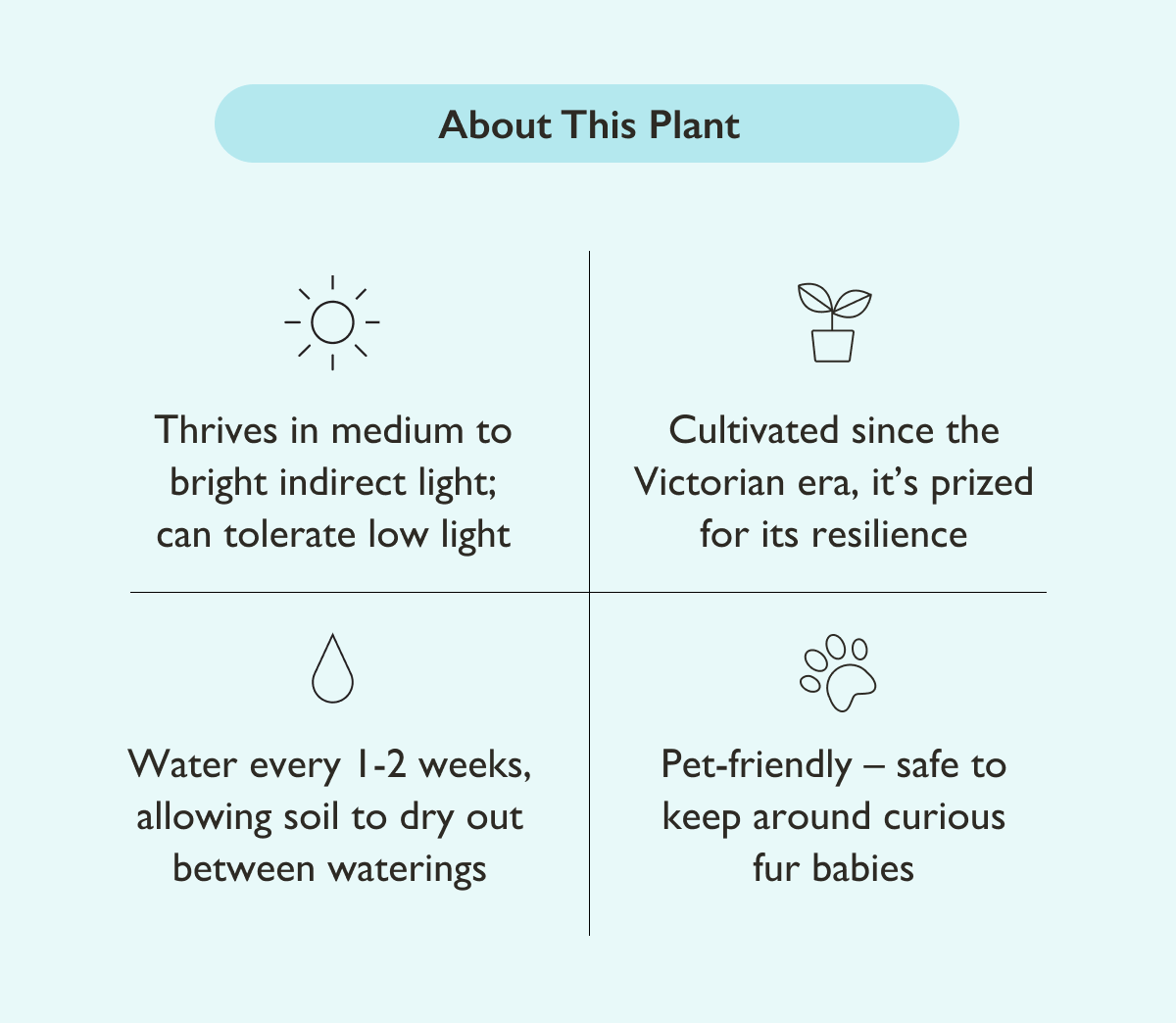 The Parlor Palm thrives in medium to bright indirect light with weekly waterings. It is considered pet-friendly, meaning it is safe to keep around curious fur babies.