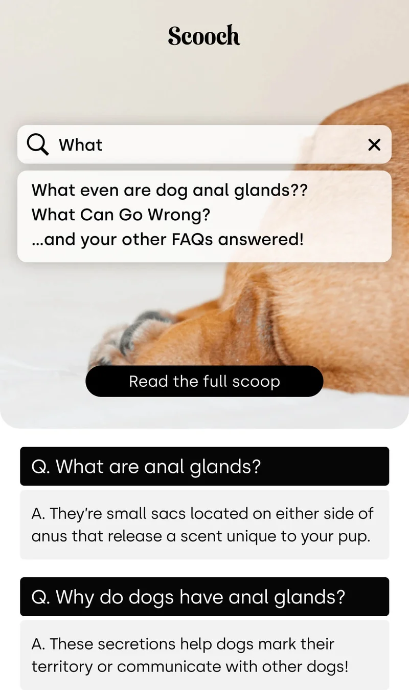 Dog anal glands: Everything you need to know - Read the full scoop