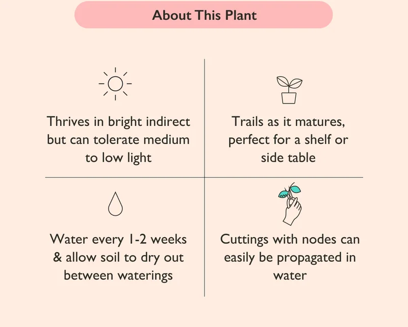 Thrives in bright indirect but can tolerate medium to low light. Water every 1-2 weeks and allow soil to dry out between waterings. Trails as it matures, perfect for a shelf or side table.