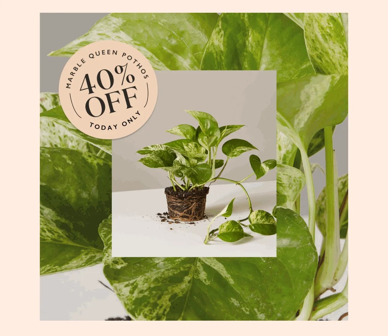 Snag 40% off the Marble Queen Pothos today only!