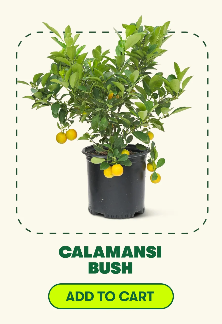 CALAMANSI BUSH [ADD TO CART]