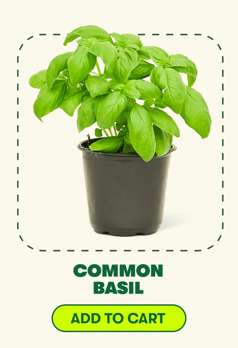 COMMON BASIL [ADD TO CART]