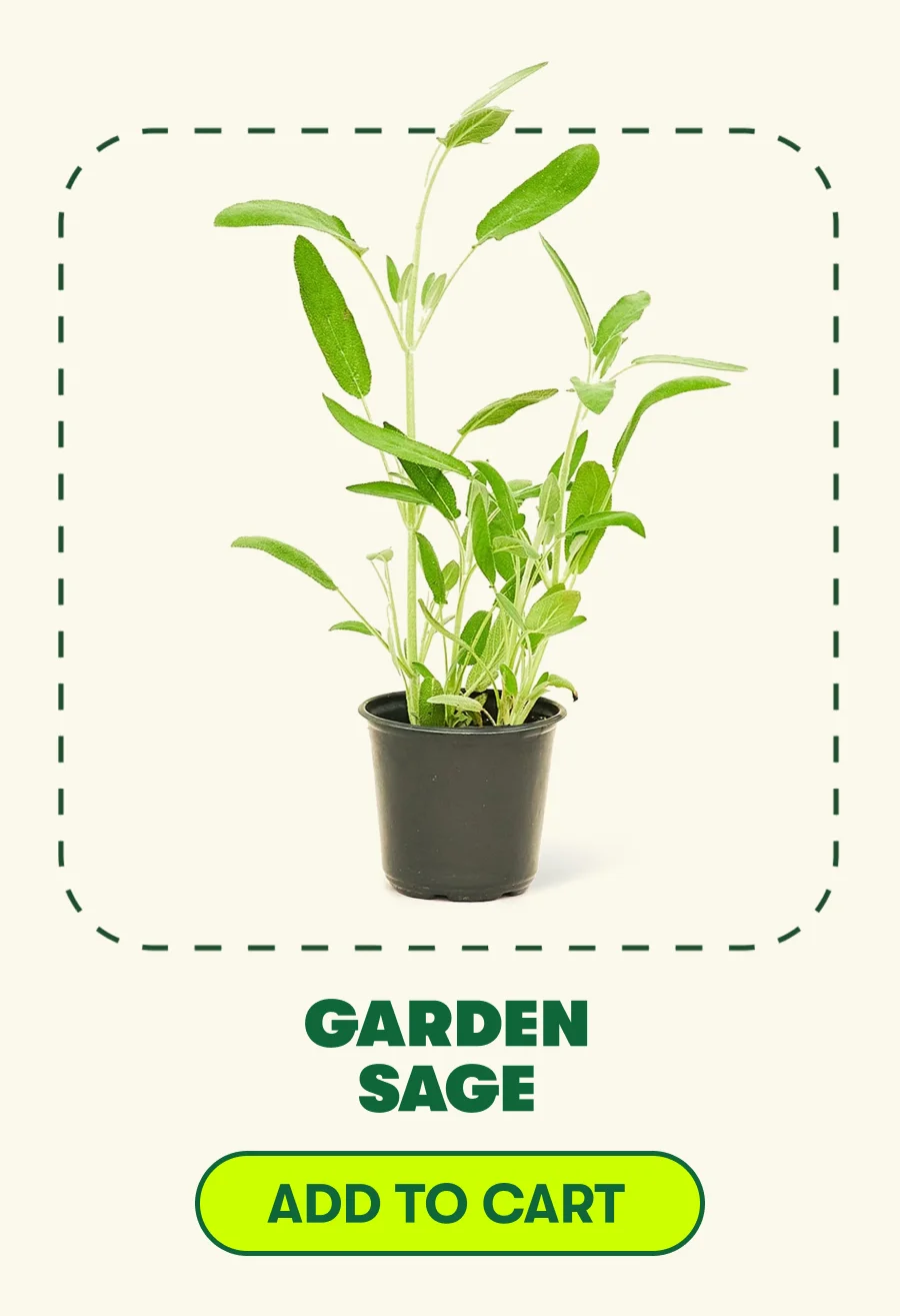 Garden Sage [ADD TO CART]
