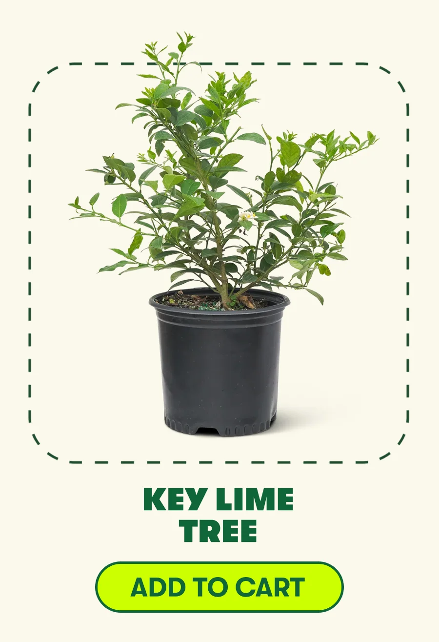KEY LIME TREE [ADD TO CART]