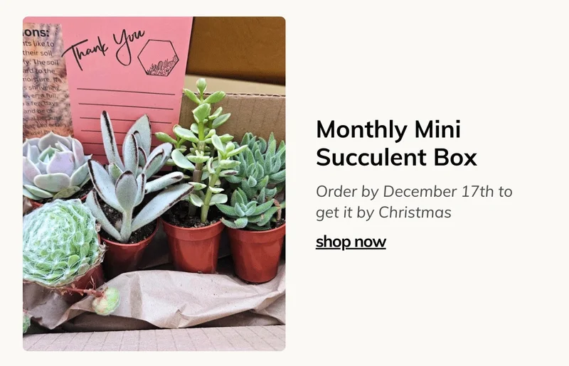 Monthly Mini Succulent Box Quarter Moon Farms