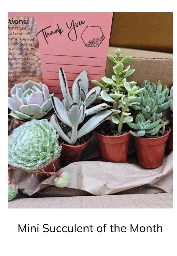 Monthly Mini Succulent Box