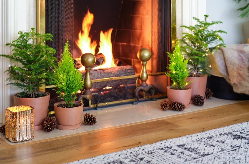 norfolks and mini lemon cypress by fireplace