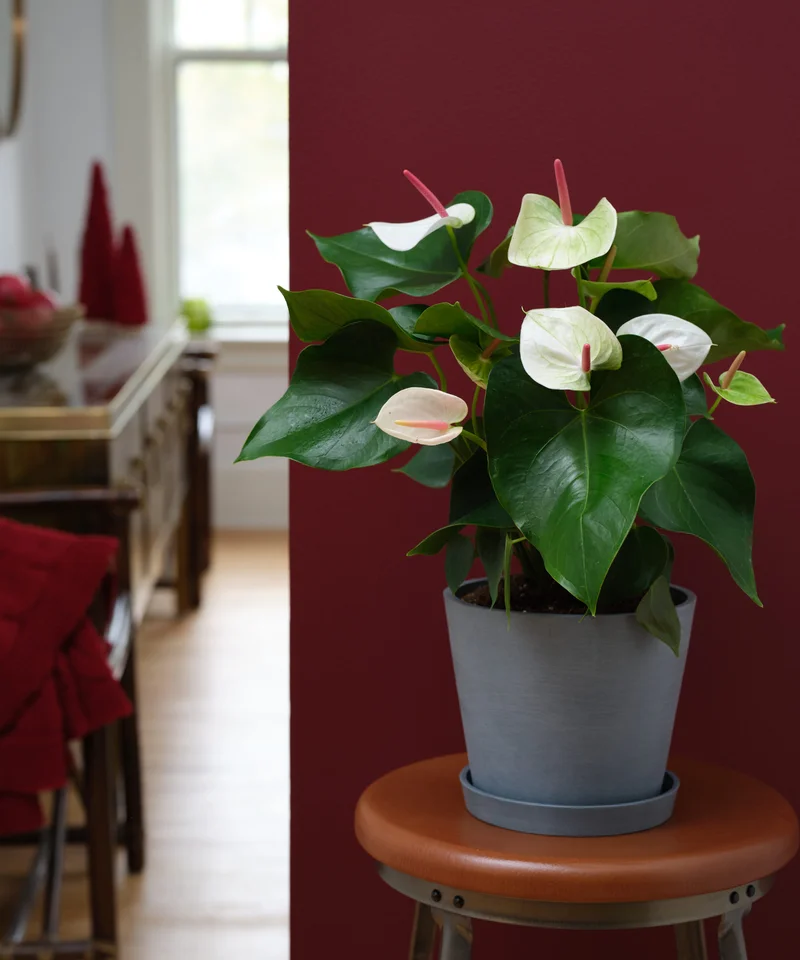 Image of White Anthurium