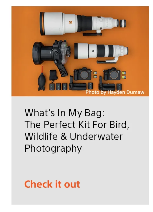 What’s In My Bag: The Perfect Kit For Bird, Wildlife & Underwater Photography Check it out