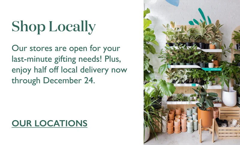 Our stores are open for your last-minute gifting needs! Plus, enjoy half off local delivery now through December 24.