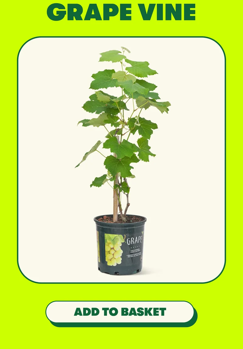 Grape Vine [ADD TO BASKET]