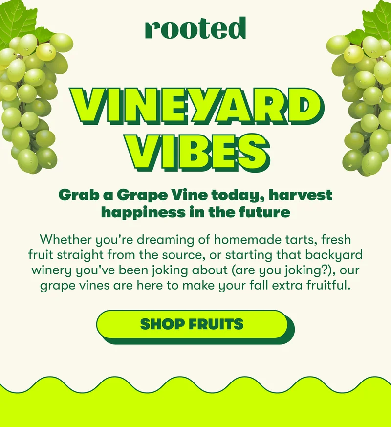 VINEYARD VIBES Grab a Grape Vine today, harvest happiness in the future  Whether you're dreaming of homemade tarts, fresh fruit straight from the source, or starting that backyard winery you've been joking about (are you joking?), our grape vines are here to make your fall extra fruitful. [SHOP FRUITS]