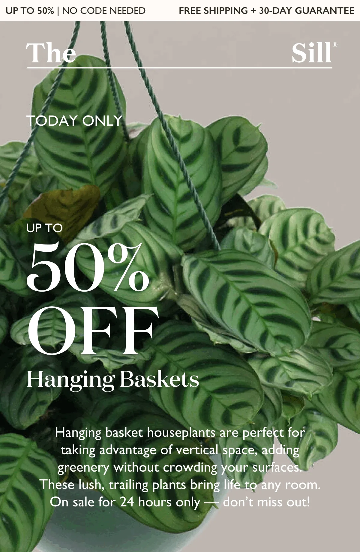 Today's Deal of the Day Ends at Midnight! Up to 50% OFF Hanging Basket Houseplants