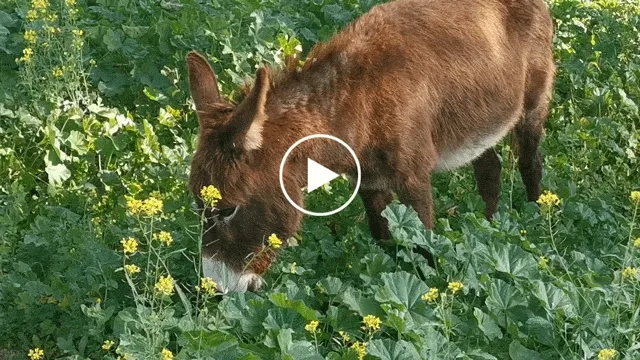 The donkeys from Doñana’s Firefighting Donkey Battalion patrol areas across Spain for up to seven hours a day, consuming weeds, shrubs, and other flammable materials.
