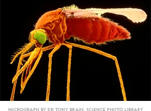 Colored scanning electron micrograph of a female specimen of the mosquito species, Anopheles gambiae. This micrograph shows the mosquito's bulging abdomen, swollen after a meal of human blood.