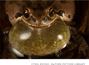 A Pacific tree frog (Pseudacris regilla) male calls at Washington state's Conboy Lake National Wildlife Refuge.