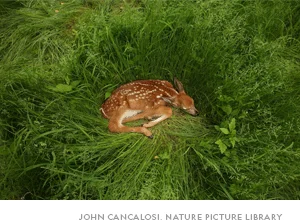 A white-tailed deer (Odocoileus virginianus) fawn rests in long grass in New York.