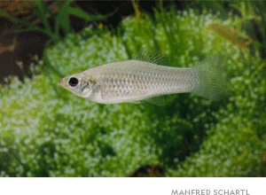 All Amazon mollies (Poecilia formosa) are female and reproduce exclusively asexually, giving live birth to clones of themselves.