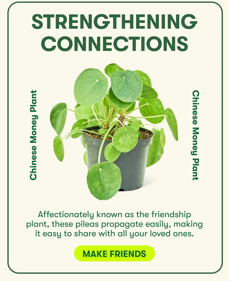 Strengthening Connections! Affectionately known as the friendship plant, these pileas propagate easily, making it easy to share with all your loved ones. Make Friends