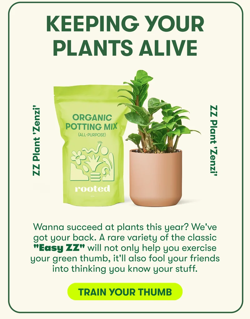 Keeping your plants alive! Wanna succeed at plants this year? We've got your back. A rare variety of the classic "Easy ZZ" will not only help you exercise your green thumb, it'll also fool your friends into thinking you know your stuff. Train Your Thumb