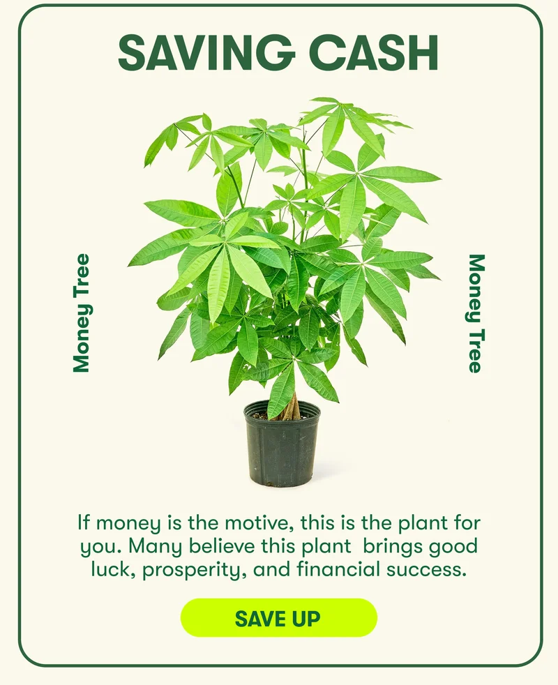 Saving Cash! If money is the motive, this is the plant for you. Many believe this plant  brings good luck, prosperity, and financial success. Save Up