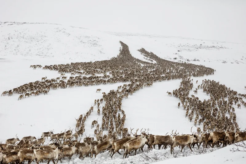 When the Inuvialuit herders first took over the reindeer, they struggled to bring them together, as some groups had strayed as far as 80 miles from the main herd. Now, when it’s time for the annual roundup, the reindeer have learned to meet the herders on their migratory path.