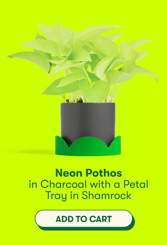 Neon Pothos in Charcoal with a Petal Tray in Shamrock  [ADD TO CART]