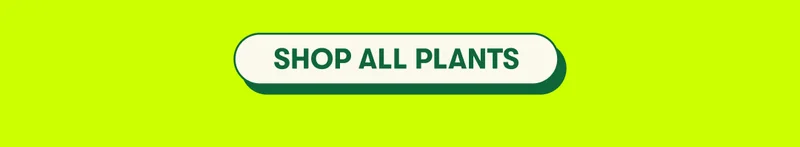 [SHOP ALL PLANTS]