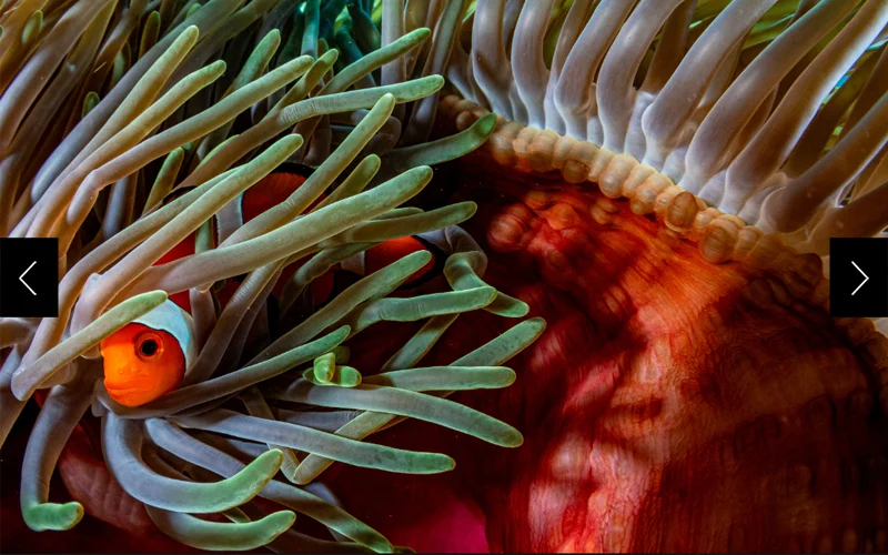 A clown anemonefish (Amphiprion ocellaris) burrows within a bed of magnificent sea anemone (Heteractis magnifica) off of Siladen Island in North Sulawesi, Indonesia.