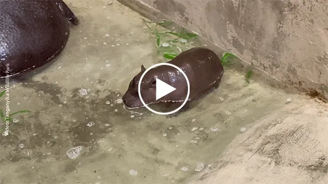 A six-week-old pygmy hippo named Mars plays in the pool at Tanganyika Wildlife Park in Kansas.