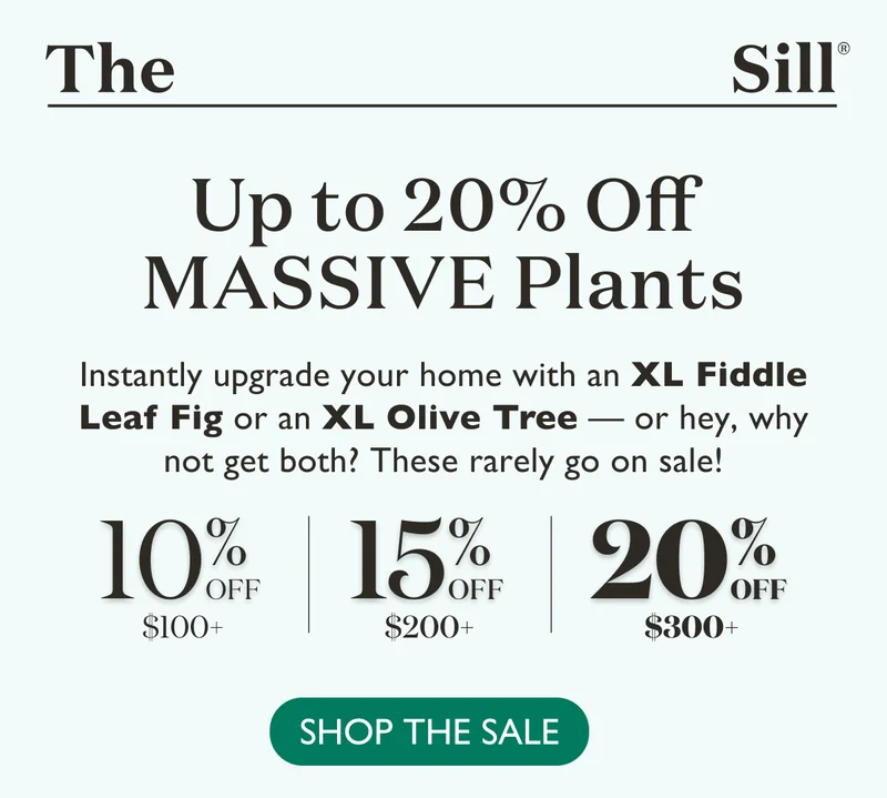 Up to 20% Off MASSIVE Plants. Instantly upgrade your home with an XL Fiddle Leaf Fig or an XL Olive Tree — or hey, why not get both? These rarely go on sale!