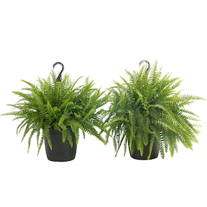 Up to 45% Off Select Costa Farms House Plants