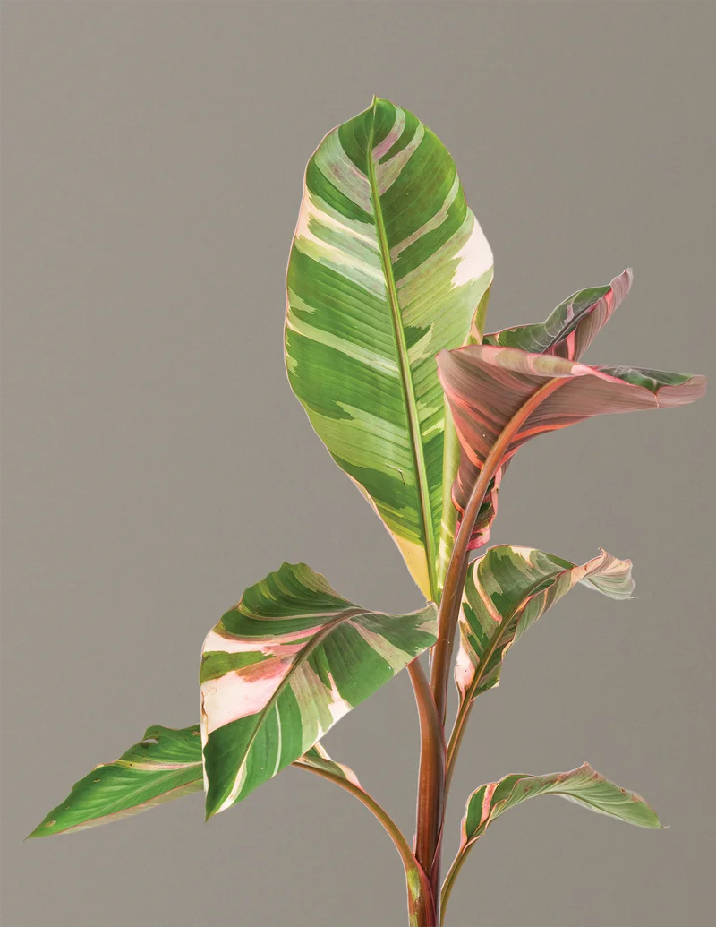 Image of Musa Nono Pink Variegated Banana