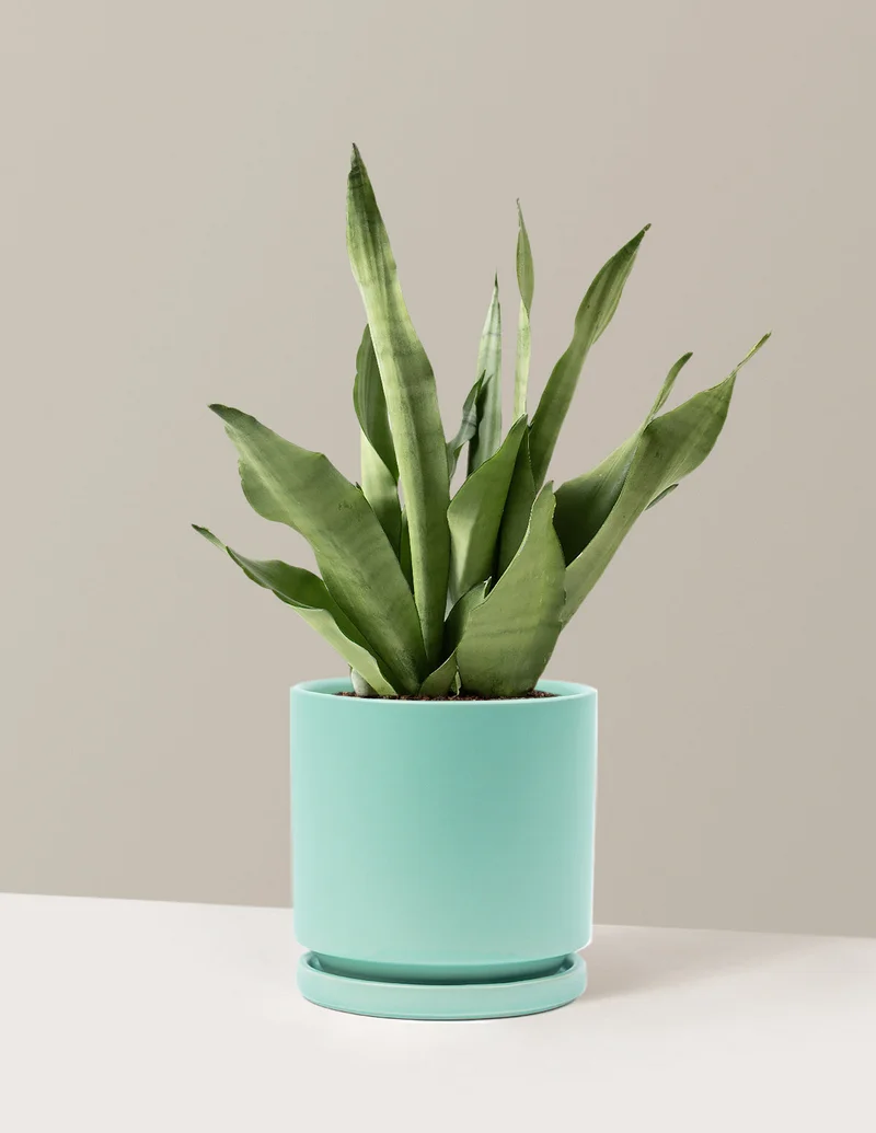 Image of Moonshine Snake Plant